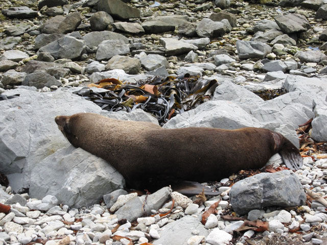 JCREɂyjVEIbgZCcnɂ쐶̃IbgZCiPeninsula Seal Colony and Walkwayj