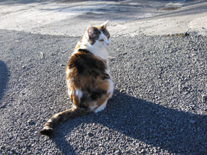 猫