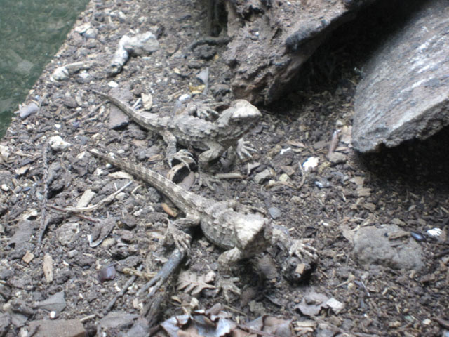 TEXhفiSouthland Museumj̃gDA^̎q