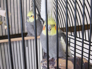 言葉を話す鳥