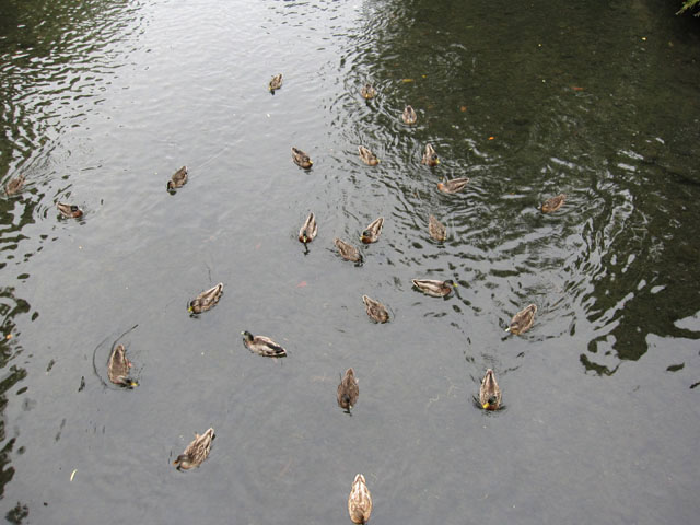 nO[iHagley Parkj̃J