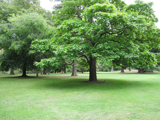 NCXg`[`iChristchurchj̃nO[iHagley Parkj1